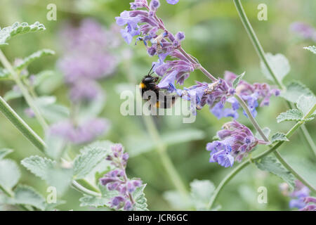 Eine weiße angebundene Hummel auf einer Katzenkraut Blume in einem Garten in England Stockfoto