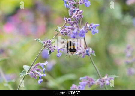 Eine weiße angebundene Hummel auf einer Katzenkraut Blume in einem Garten in England Stockfoto