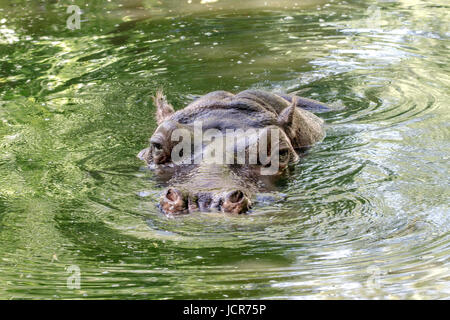 Bild von einem großen Säugetiere eines wilden Tieres, Nilpferd im Wasser Stockfoto