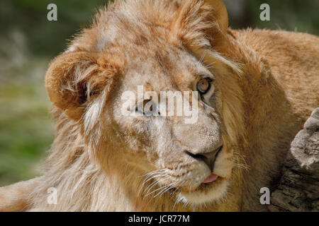 Bild von einer tierischen junger Löwe liegend auf dem Rasen Stockfoto