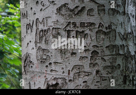 Baum-Vandalismus in einem österreichischen park Stockfoto