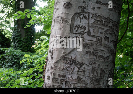 Baum-Vandalismus in einem österreichischen park Stockfoto