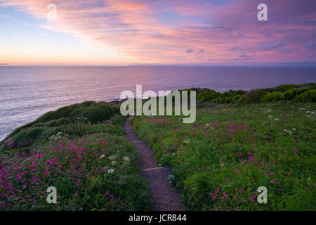 Meer Campion in Blüte auf Rillage Punkt an der Nordküste Devon Erbe in der Abenddämmerung. Ilfracombe, England. Stockfoto