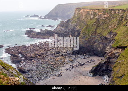 Mutton Cove ist eine unzugängliche Bucht in der Nähe von Godrevy Point in North Cornwall, wo große Zahlen von Kegelrobben (Halichoerus Grypus) am Strand sammeln. Stockfoto