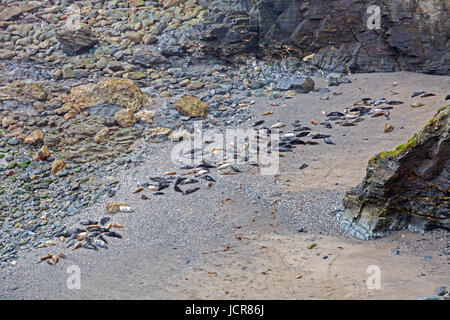 Mutton Cove ist eine unzugängliche Bucht in der Nähe von Godrevy Point in North Cornwall, wo große Zahlen von Kegelrobben (Halichoerus Grypus) am Strand sammeln. Stockfoto