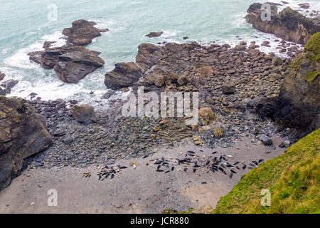 Mutton Cove ist eine unzugängliche Bucht in der Nähe von Godrevy Point in North Cornwall, wo große Zahlen von Kegelrobben (Halichoerus Grypus) am Strand sammeln. Stockfoto