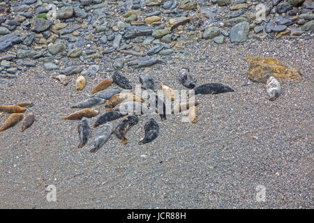 Mutton Cove ist eine unzugängliche Bucht in der Nähe von Godrevy Point in North Cornwall, wo große Zahlen von Kegelrobben (Halichoerus Grypus) am Strand sammeln. Stockfoto