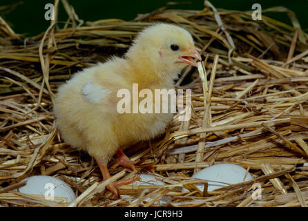 Küken stehen im Nest auf Eiern, Missouri, USA Stockfoto