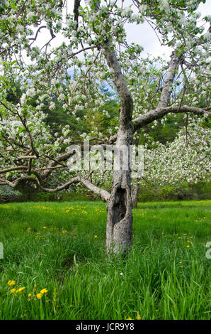 Alter Baum im Obstgarten, Hänsels Obstgarten, North Yarmouth Maine im Frühjahr, USA Stockfoto