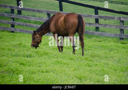 Stute im Fahrerlager, Kentucky, USA Stockfoto