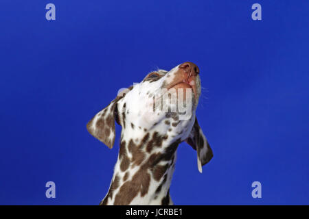 Dalmatinischen Welpen auf blauem Hintergrund. Im Studio gedreht. Stockfoto