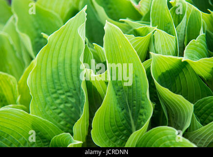 Nahaufnahme auf Hosta Sieboldiana grüne Blätter Stockfoto