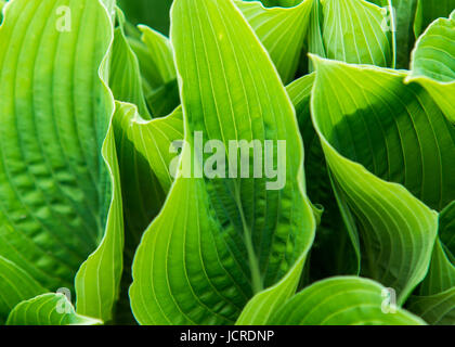 Nahaufnahme auf Hosta Sieboldiana grüne Blätter Stockfoto