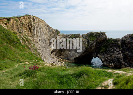 Gefaltete kalkschichten an der Treppe, in der Nähe von Lulworth Cove, Dorset, England, Großbritannien Stockfoto