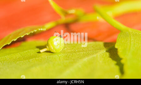 Die Ameise auf das grüne Blatt zieht die Samen. Miniatur Welt Schutz der Umwelt und der Kampf gegen die globale Erwärmung. Stockfoto