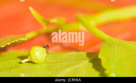 Die Ameise auf das grüne Blatt zieht die Samen. Miniatur Welt Schutz der Umwelt und der Kampf gegen die globale Erwärmung. Stockfoto