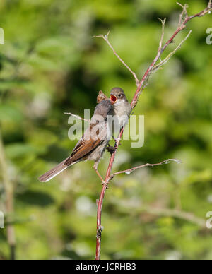 Whitethroat Sylvia Communis) Stockfoto