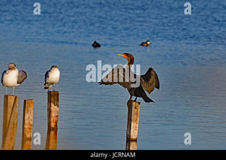 Doppelte Crested Kormoran trocknen Flügel Stockfoto