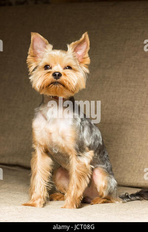 Hund Yorkshireterrier nach ein Haarschnitt auf der Couch sitzt Stockfoto