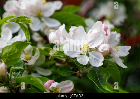 Nahaufnahme von zarten, hübschen weißen Blüten blühen von einem Apfelbaum (Malus Pumila) in einem Garten im Frühjahr in Surrey, Süd-Ost-England, UK Stockfoto