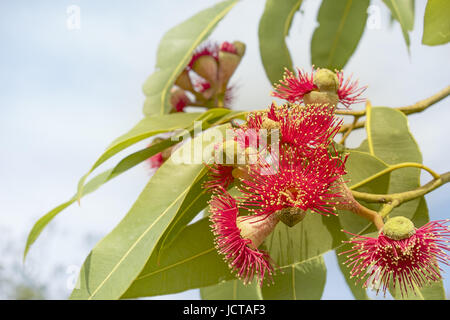 Red Gum Blüten mit grünen Blättern des australischen native Eukalyptusbaum namens Summer Red blüht im Winter in Australien Stockfoto