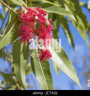 Australische kultigen Roten Eukalyptus Blüten mit grünen Gum verlässt und blauer Himmelshintergrund hautnah im quadratischen format Stockfoto