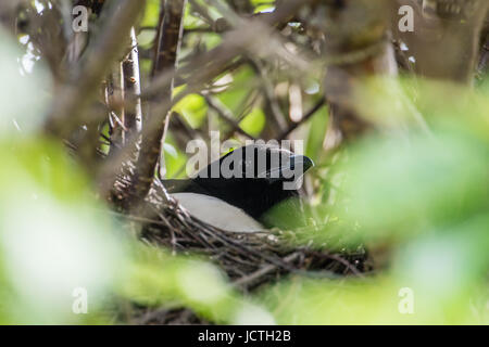 Elster (Pica Pica) mein neuer Nachbar in ihr Nest mit mindestens drei Nestlinge und vielleicht einige mehr Eiern. Das Nest ist 8 Meter außerhalb meiner Küche wind Stockfoto