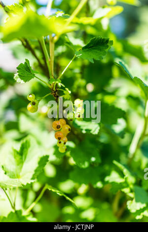 Makro Nahaufnahme von hängenden Johannisbeer Beeren Reifen am Stamm der Pflanze Strauch mit bokeh Stockfoto