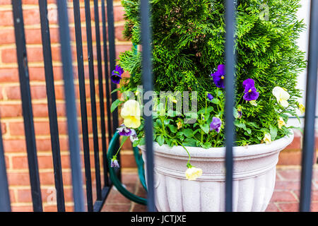 Stiefmütterchen Blumentopf hinter Zaun und Ziegel Metallwand auf äußere Terrasse Dekoration Stockfoto