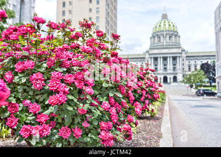 Harrisburg, USA - 24. Mai 2017: Pennsylvania Capitol Exterieur in Stadt mit vielen roten rosa Rosenbusch und Straße Stockfoto
