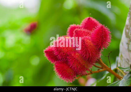 Achiote Pflanze oder Annatto Samen aus diesen stacheligen roten Schoten werden verwendet für Aromastoffe und natürliche Farbe, auch für Kinderschminken aus dem Amazonas Stockfoto