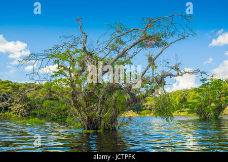 Wasser-Bäumen in tropischen und subtropischen Gezeiten-Bereiche, Cuyabeno Wildlife Reserve Nationalpark in Ecuador, in einen sonnigen Tag gefunden. Stockfoto