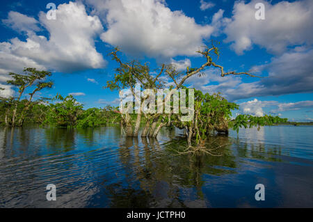 Wasser-Bäumen in tropischen und subtropischen Gezeiten-Bereiche, Cuyabeno Wildlife Reserve Nationalpark in Ecuador, in einen sonnigen Tag gefunden. Stockfoto