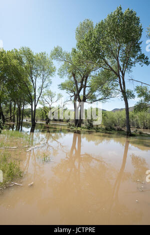 Hochwasser vom Frühjahr Schmelzwasser fließt in einem Wald von Pappeln am Carson River in Nevada. Stockfoto