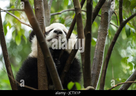 Giant Pandababy über den Baum. Stockfoto