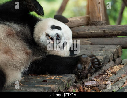 Giant Pandababy über den Baum. Stockfoto