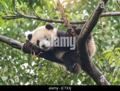 Giant Pandababy über den Baum. Stockfoto