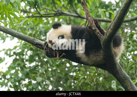 Giant Pandababy über den Baum. Stockfoto