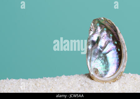 Schillernde Abalone-Muschel auf weißem Sand auf Türkis Hintergrund. Brüc, Haliotis, Meeresschnecke, marine Gastropode Molluske. Offenen Spiralstruktur. Stockfoto