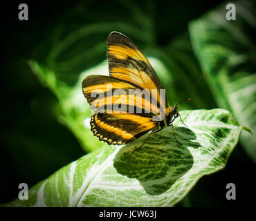 Schmetterling im Zoo von Calgary Stockfoto