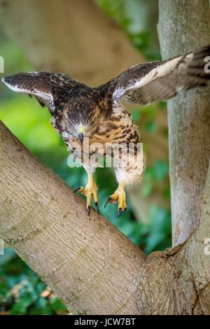 Ein rot - angebundener Falke Flüggewerden erforscht außerhalb des Nestes auf dem US-Abteilung der Landwirtschaft Whitten Gebäude 14. Juni 2017 in Washington, DC. Red tailed Falken haben auch städtischen Umgebungen, die einen neuen Spitznamen der Stadt Falken laichen angepasst. Stockfoto