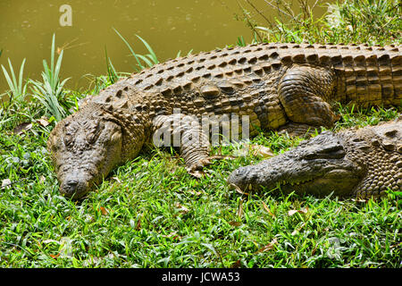 Nil-Krokodile, Vakona Reserve, Madagaskar Stockfoto