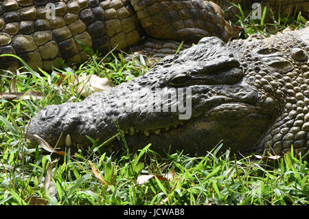 Nil-Krokodile, Vakona Reserve, Madagaskar Stockfoto