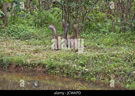 Tails, gemeinsamen braune Lemuren, Andasibe Nationalpark, Madagaskar Stockfoto