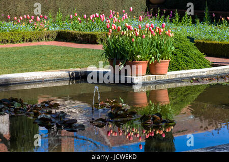 Orange und rosa Tulpen wachsen neben einem Teich mit einer Baum- und Reflexion. Der Teich hat Fisch und Lilly Pads in die Wassereigenschaft sortiert. Stockfoto