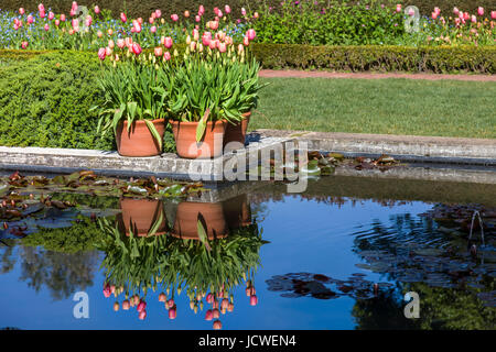 Orange und rosa Tulpen wachsen neben einem Teich mit einer Baum-Reflexion. Der Teich hat Fisch und Lilly Pads in die Wassereigenschaft sortiert. Stockfoto