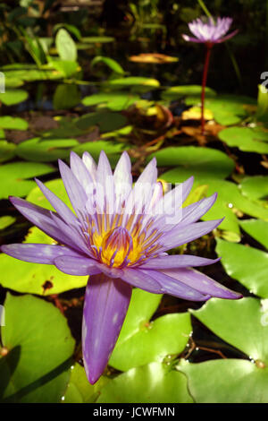 Seerose blüht in The Conservatory, Flecker Botanic Gardens, Cairns, Queensland, Australien Stockfoto