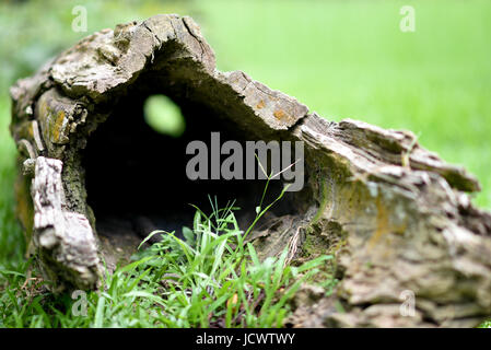 Hohlen Stamm Stockfoto