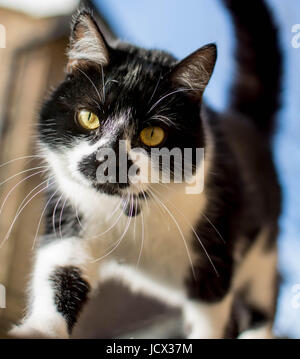 Kleine schwarze & weiße Kätzchen erkunden Stockfoto