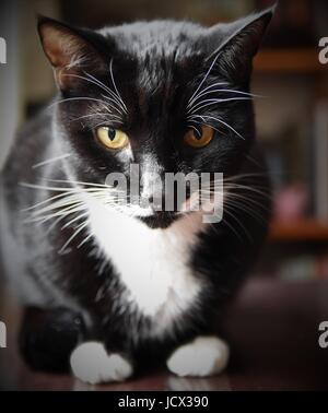 Close-up Porträtaufnahme einer sitzenden Tuxedo Katze Stockfoto